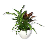 Petite plante