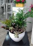 Petite plante
